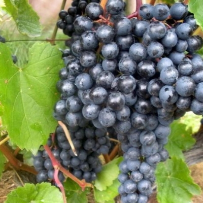 Виноград Память Домбковский (коробка) 1шт (Сиб Сад)