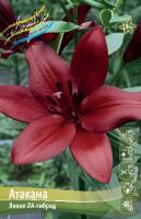 Лилия Атакама (ЛА гибрид) 12/14 7шт (Колорлайн)