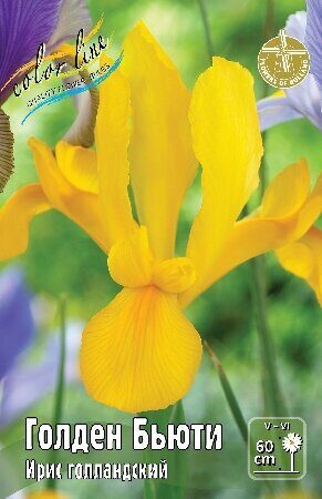 Ирис Голден Бьюти (Голландский) 7/8 10шт (Колорлайн)