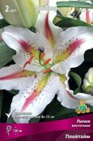 Лилия Плейтайм (Восточный гибрид) 12/14 3шт (Поиск)