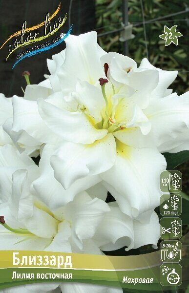 Лилия Близзард (Восточная/Махровая) 12/14 5шт (Колорлайн)