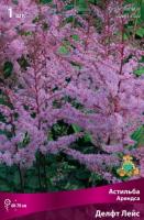 Астильба Делфт Лейс 1шт (Поиск)