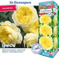 Роза Зе Пилигрим (Английская) 1шт (Сиб сад)