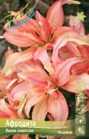 Лилия Афродита (Азиатская/Махровая) 12/14 5шт (Колорлайн)