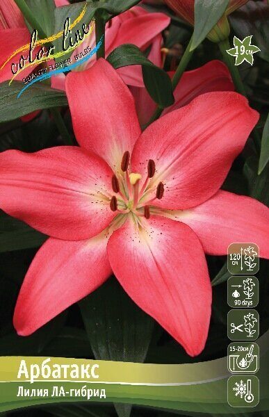 Лилия Арбатакс (ЛА гибрид) 12/14 7шт (Колорлайн)