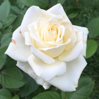 Роза Маруся (Чайно-гибридная) 1-3 побега ОКС 10шт/пучок (Сиб сад)