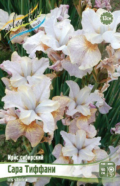 Ирис Сара Тиффани (Сибирский) 1шт (Колорлайн)