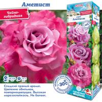 Роза Аметист (Чайно-гибридная) 1шт (Сиб сад)