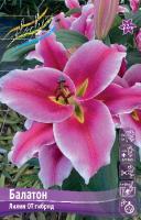 Лилия Балатон (OT гибрид) 14/16 5шт (Колорлайн)