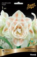 Амариллис Нимф 24/26 1шт (Поиск)