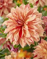 Георгина Вавилон Йеллоу Флеймд 1шт (Колорлайн)