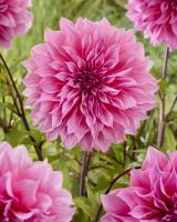 Георгина Артур Хамбли 1шт (Колорлайн)