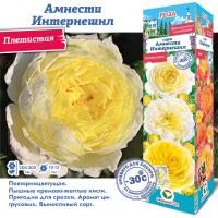 Роза Амнести Интернешнл (Плетистая) 1шт (Сиб сад)