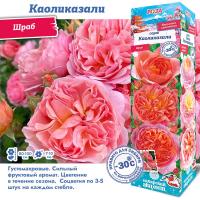 Роза Каоликазали (Шраб) 1шт (Сиб сад)