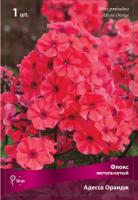 Флокс Адесса Ориндж 1шт (Поиск)