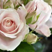 Роза Свит Аваланж (Чайно-гибридная) 1-3 побега ОКС 10шт/пучок (Сиб сад)