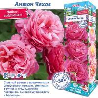 Роза Антон Чехов/Лин Рено (Чайно-гибридная) 1шт (Сиб сад)