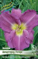 Лилейник Анчартеред Уотерс 1шт (Колорлайн)