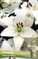 Лилия Айлинер (ЛА гибрид) 12/14 7шт (Колорлайн)