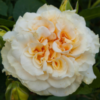 Роза Комтесса (Чайно-гибридная) 1-3 побега ОКС 10шт/пучок (Сиб сад)