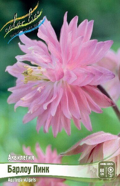 Аквилегия Барлоу Пинк 2шт (Колорлайн)
