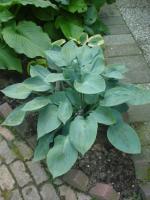 Хоста Блу Стилтон 1шт (Поиск)