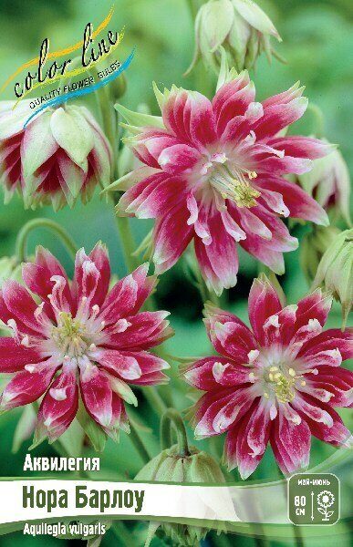 Аквилегия Нора Барлоу 2шт (Колорлайн)