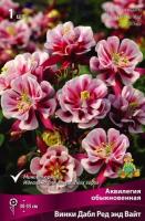 Аквилегия Винки Дабл Ред энд Вайт 1шт (Поиск)