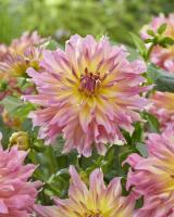 Георгина Гоу Гоу Пинк-Йеллоу 1шт (Колорлайн)