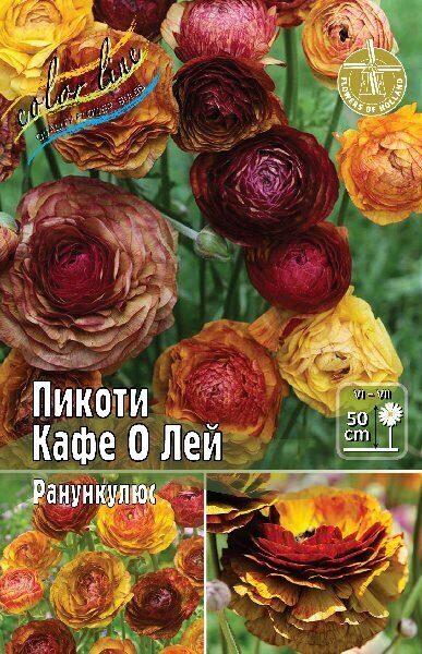 Ранункулюс Пикоти Кафе о Лей 4/5 10шт (Колорлайн)