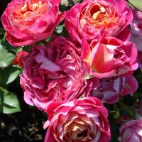 Роза Сантенер де Лий йе (Шраб) 1-3 побега ОКС 10шт/пучок (Сиб сад)