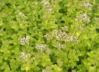 Душица Вайт обыкновенная 1шт (Поиск)