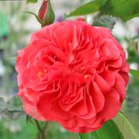 Роза Стефани Баронин цу Гутенберг (Флорибунда) 1-3 побега ОКС 10шт/пучок (Сиб сад)