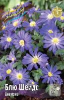 Анемона Блю Шейдс 5/6 10шт (Колорлайн)