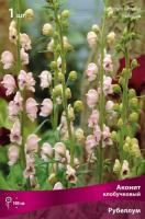 Аконит Рубеллум 1шт (Поиск)