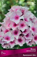 Флокс Бриллиант Айз 1шт (Поиск)