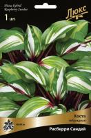 Хоста Расберри Сандей 1шт (Поиск)