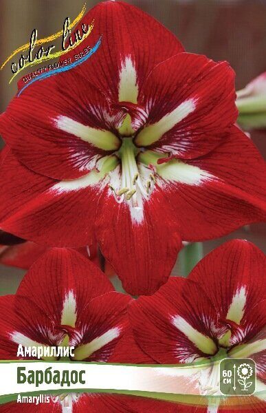 Амариллис Барбадос 22/24 1шт (Колорлайн)