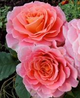 Роза Мами Дитьер (Шраб) 1-3 побега ОКС 10шт/пучок (Сиб сад)