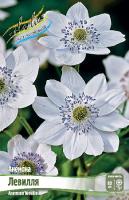 Анемона Левелля 1шт (Колорлайн)