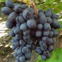 Виноград Мускат Изюмный (коробка) 1шт (Сиб Сад)