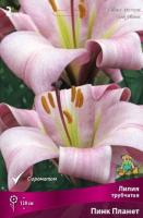 Лилия Пинк Планет (Трубчатый гибрид) 12/14 3шт (Поиск)