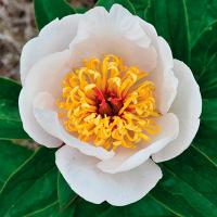 Пион Реквием 2/3 1шт (Поиск)