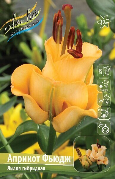 Лилия Априкот Фьюдж (ОТ гибрид) 12/14 3шт (Колорлайн)