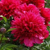 Пион Мэни Хэппи Ритернз 2/3 1шт (Поиск)