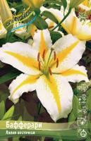Лилия Бафферари (Восточный гибрид) 12/14 5шт (Колорлайн)