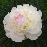 Пион Вог 2/3 1шт (Поиск)