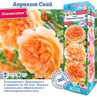 Роза Априкот Скай (Плетистая) 1шт (Сиб сад)