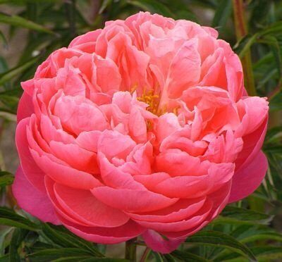 Пион Корал Чарм 2/3 1шт (Поиск)