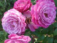 Роза Блю Эден (Грандифлора) 1-3 побега ОКС 10шт/пучок (Сиб сад)